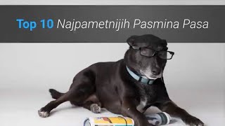 Koji Su Najpametniji Psi Na Svijetu? Top 10 Najpametnijih Pasmina Pasa ?