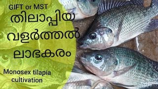 Tilapia Fish Farming | തിലാപ്പിയ മത്സ്യകൃഷി | Monosex Tilapia | mst Fish Farming 2019