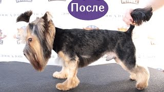 Стрижка йоркширского терьера.  Зоосалон Petswill