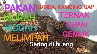 kulit ketela pakan murah domba kambing sapi | ternak sukses musim kemarau | limbah industri makanan