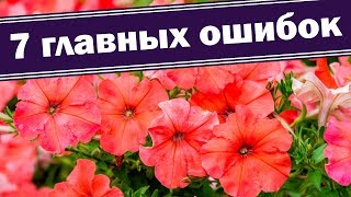 Не допусти таких ошибок!!! Как правильно вырастить рассаду петуний из семян и не делать ошибки