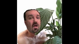 KO Gaming-DsPgaming--dendrophilia & illiterate pigroach