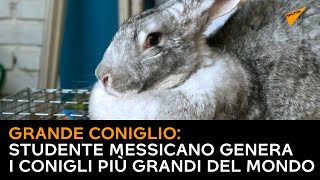 Grande coniglio: studente messicano genera i conigli più grandi del mondo