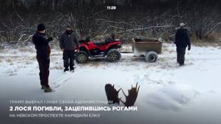 2 лося погибли, зацепившись рогами