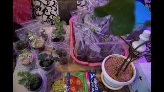 РАЗМНОЖЕНИЕ ХРИЗАНТЕМ ЧЕРЕНКОВАНИЕ ИЗ БУКЕТА.ПРОВЕРЕННЫЙ СПОСОБ. ВЕРМИКУЛИТ. КОКОСОВЫЙ СУБСТРАТ.