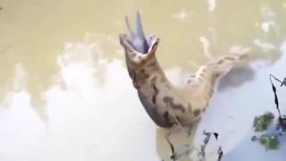 衝撃！！（捕食動画）釣った魚に馬鹿デカイ大蛇が食いついた。弱肉強食
