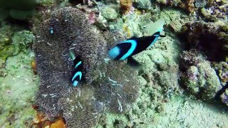 GoPro 04 anilao diving