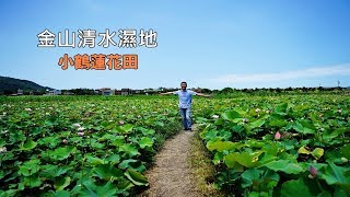 [台北自由行攻略] 帶你在台北搭公車到金山清水濕地小鶴蓮花田，這裡的花開得好茂密又漂亮！