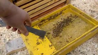 Дно улья из сетки против глухого дна