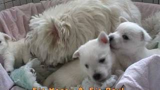 West Highland White Terrier "La Donna und die fünf Schneebälle"
