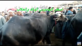 اسعار الجاموس الوالد والحلاب في سوق المواشي بقطور
