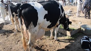 Australian Friesian Cows