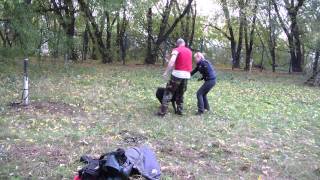 Дрессировка кане-корсо на защиту. ЗКС. http://www.dogclass.ru/ и http://stopvrag.ru/