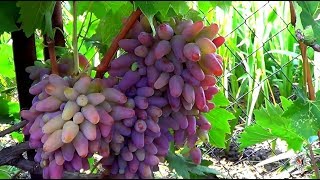 Сорт винограда. Надежда УкрНИИ. Виноград 2016.