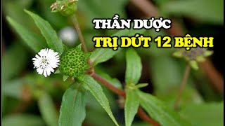 Không Ngờ Cây Nhọ Nồi Chữa Được 12 Loại Bệnh Này