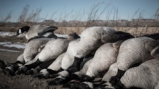 Goose hunting in Montana