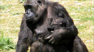The Aspinall Foundation's 130th Gorilla Birth!
