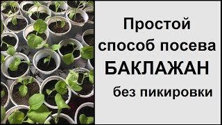 Баклажаны - посев семян на рассаду в феврале 2020 без пикировки