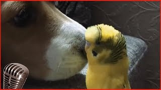 Смотреть самые смешные поющие попугаи! видео 2018 #4 видео приколы