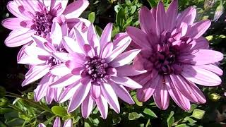 Африканская ромашка остеоспермум, African Daisy Osteospermum, Dimorphotheca, 03/2019