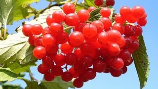 115.Калина. Как сохранить целебные свойства калины.
