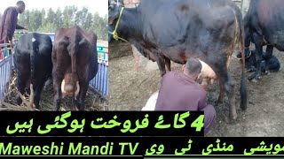 4 cows Australian friesian and Jersey cross sold out alhamdulillah 2-9-2019