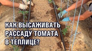 КАК ВЫСАЖИВАТЬ РАССАДУ ТОМАТА В ТЕПЛИЦЕ? (13-07-2019)