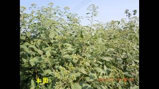 林素妃自然青草園/神秘草(扁桃斑鳩菊)/專題報導之一