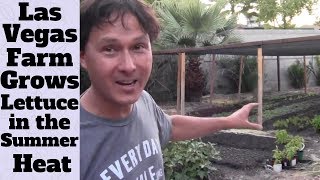 Las Vegas Farm Grows Lettuce in 100 Degree Weather + Urban Farm Tour