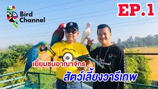 Birdchannel เยี่ยมชม อาณาจักรสัตว์เลี้ยงวารีเทพ -โรงเรียนฝึกนกบินอิสระแห่งแรกของประเทศไทย EP.1