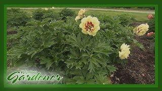 Intersectional Peonies (Itoh hybrids)| Volunteer Gardener