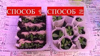 КАКОЙ СПОСОБ ЛУЧШЕ? ЧТО СЛУЧИЛОСЬ С ЭУСТОМОЙ. ЗЕМЛЯНИКА ИЗ СТАКАНЧИКА.