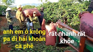 Xe công nông, đi chở cà phê hái khoán của anh em krông pa vất vả như thế nào, mời các bạn cùng xem