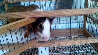 Смешная морская свинка Свиньета хрюкает. guinea pig