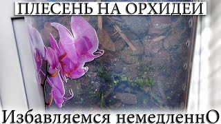 Плесень | грибок | мох | в горшке орхидеи | насколько это опасно, как бороться