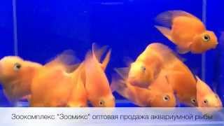 Цихлида Попугай сердечко жёлтый Yellow Heart Shape Parrot (Cichlasoma Hybrid) продажа оптом