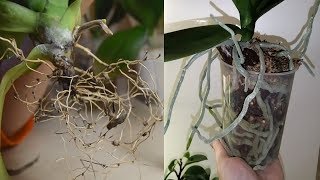 Реанимация орхидей в камнях.  От соломы до ОГРОМНОЙ копны корней ?