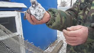 В гостях у Юрия Павловича, серпастые голуби