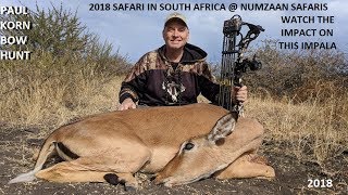 Impala Arrowed in South Africa on bow hunt with Numzaan Safaris