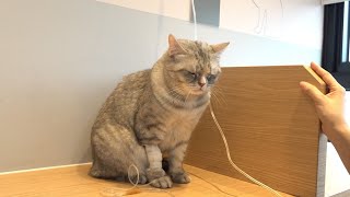 티티가 병원에 다녀왔어요