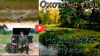 Открытие осенней охоты на утку. На дальних лужах. Autumn hunting.