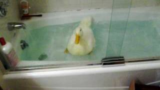 Pet duck in the bath tub!!!