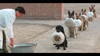 TOP 5  Köpek Eğitim ve Disiplin Videosu - ilginç video