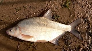 Осенняя ловля леща на фидер на реке Днепр ( Канев ). Flagman fishing TV
