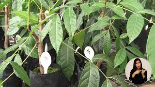 Instituto de Investigación y Servicios Forestales (INISEFOR-UNA)