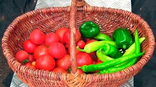 Rekordernte, wie geht das? (Gewächshaus & Hochbeet perfekt! Film 18)