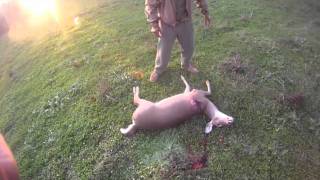 50 BMG VS DEER