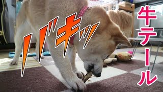 柴犬小春　「ワン！」前足を上手に使って無心に牛テールに食らいつく！Shiba chews on Cow Tail Treat