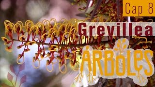 Árboles Documental // Capítulo 8: Grevillea