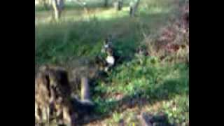 Doghunter Жестокое с животными охота на собак